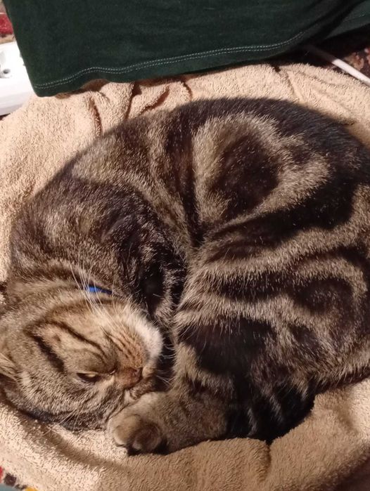Кот ищет подружку