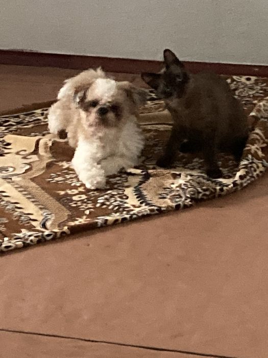 Пропонуємо для вʼязки собаку породи ши-тцу