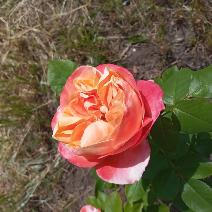 Роза сорт Вувузела