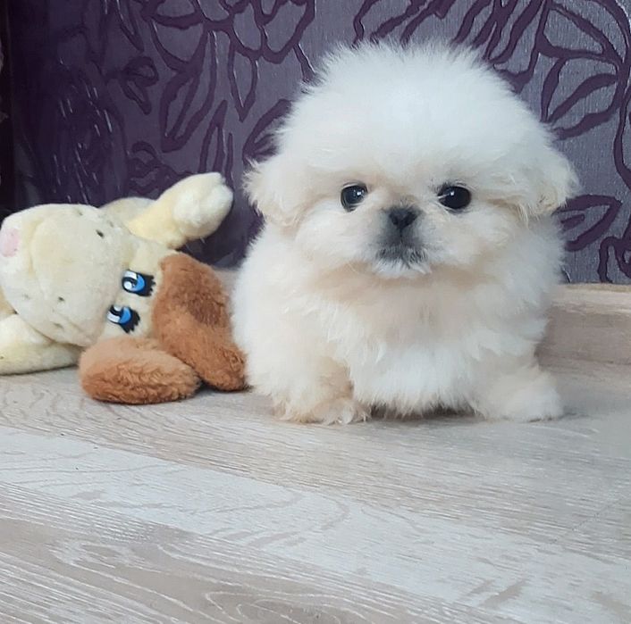 Гарненькi i бiленькi пекiнеciки