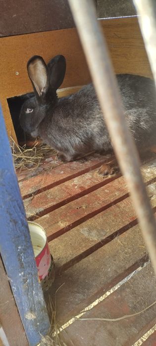 Німецький Строкач!