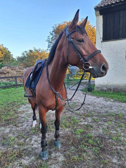 Sprzedam klacz z licencją cena do dużej nego