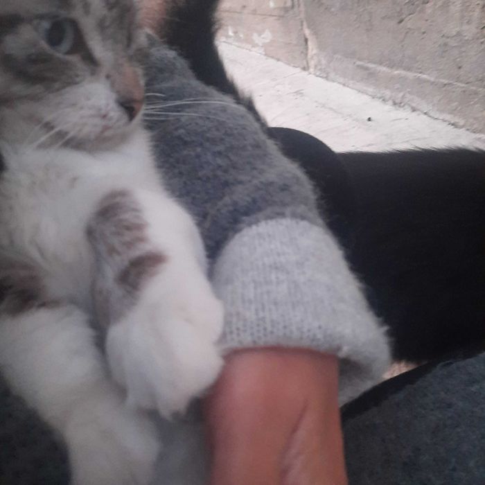 Котик шукає люблячу родину