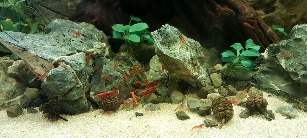 Krewetki red sakura