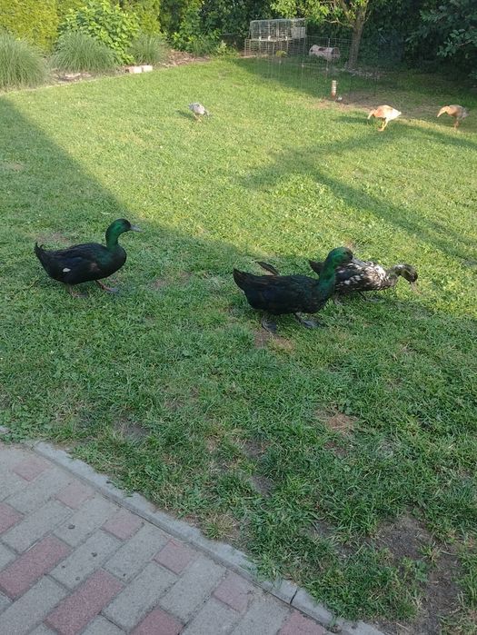 Kaczki biegusy i cayuga