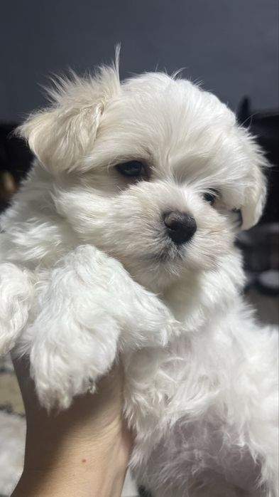 готові до бронювання цуценята мальтезе