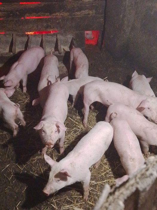 Продам дорослі свині, поросята