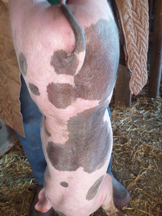 Продам месячных мясных поросят Пьетрен.