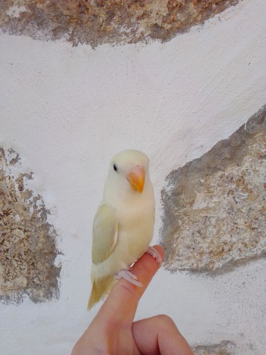 Agapórnis Domesticados