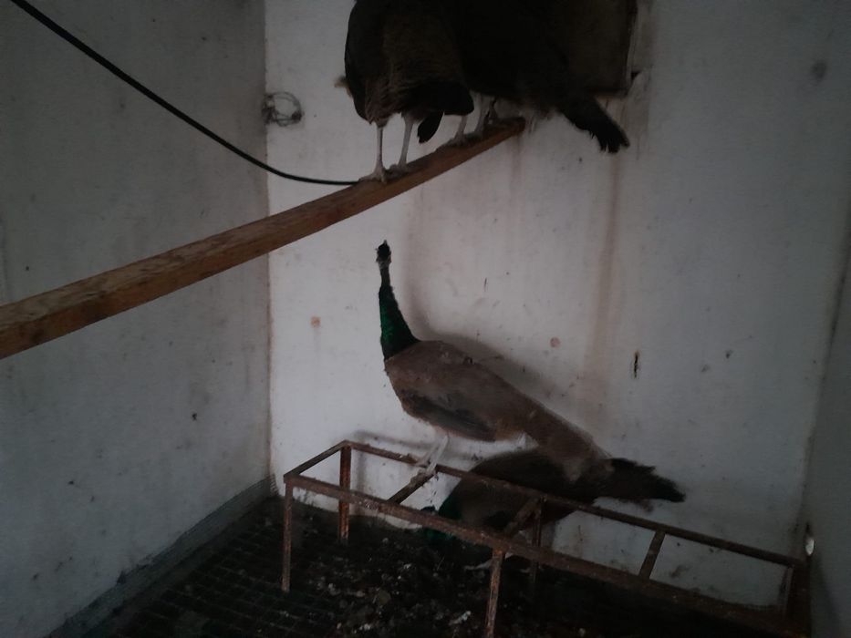 Pavões 3 femeas 1 macho e 1 purpura