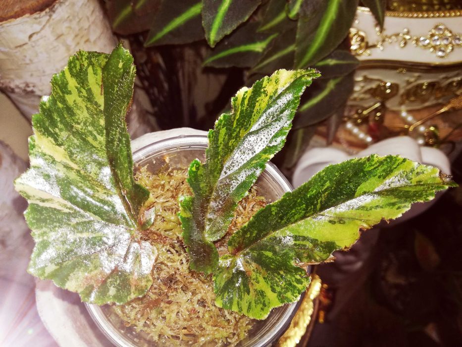 Begonia Ginny Galaxy Variegata Pink Aurea UNIKAT ! monstera philode