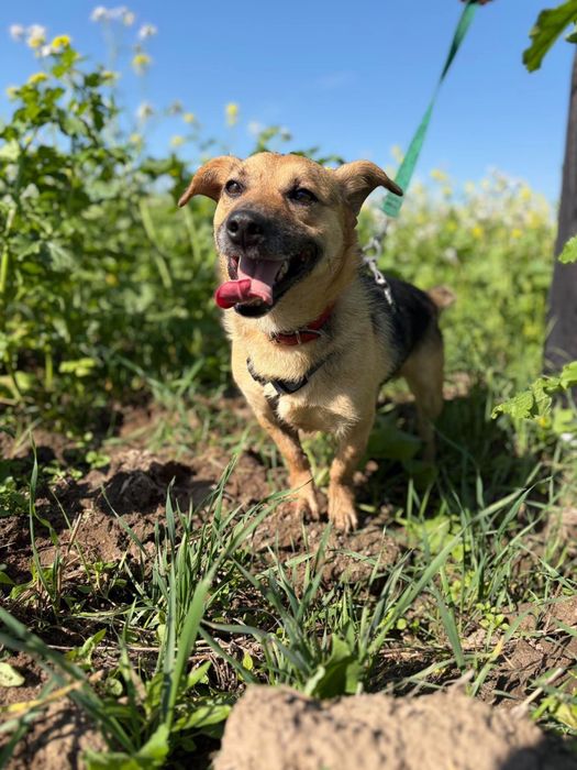 Cudowny pelen milosci samoec Kisiel do adopcji!