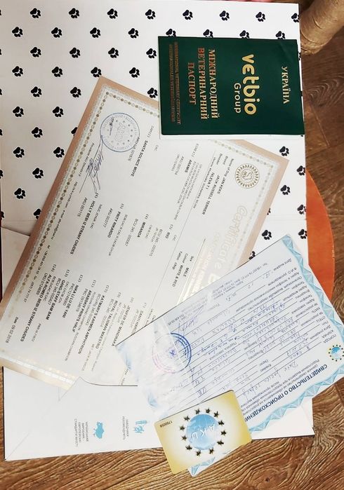 мальчик Джек Рассел