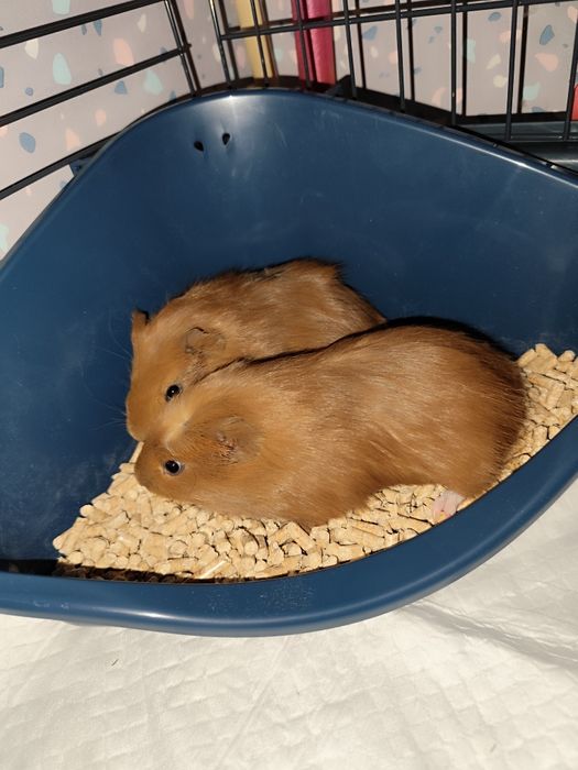 Oddam świnki morskie