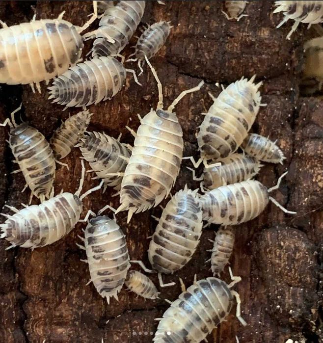 Корм для їжаків, павуків, ящірок, пташок