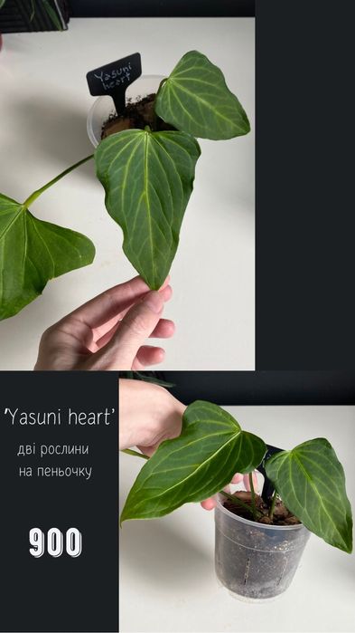 Антуріум Anthurium ‘Yasuni heart’ на дві рослинки