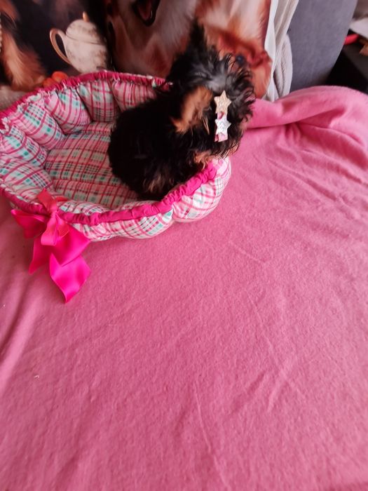 Yorkshire mini minisuper top