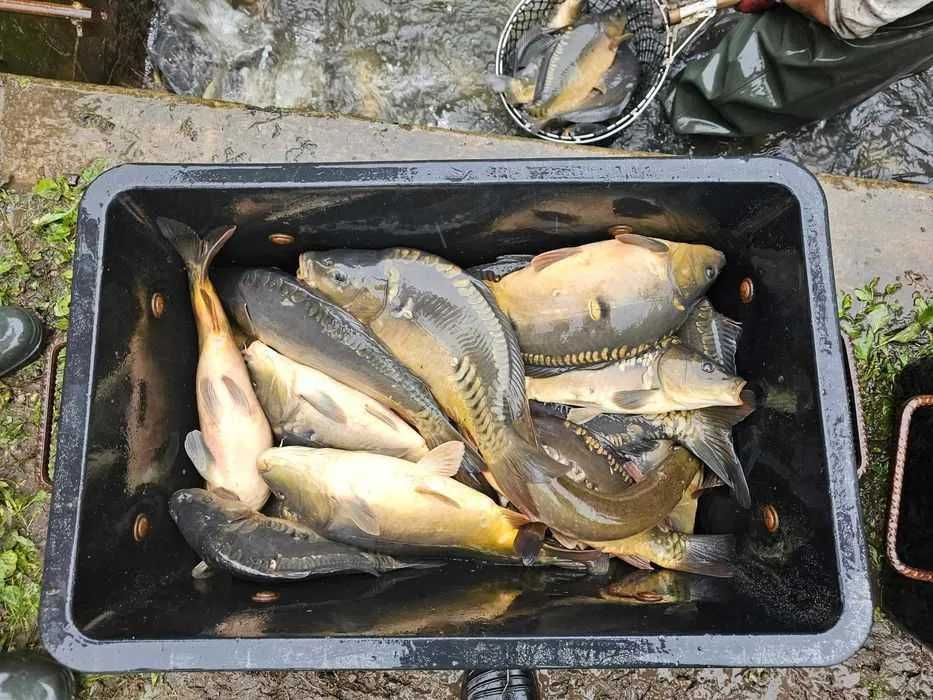 Karp handlowy łowiska hurt 1.5-3kg