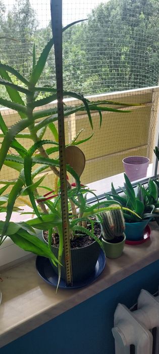 Aloes w doniczce