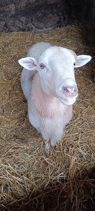 (Raça Dorper) - e cruzada com raça Suffol-k