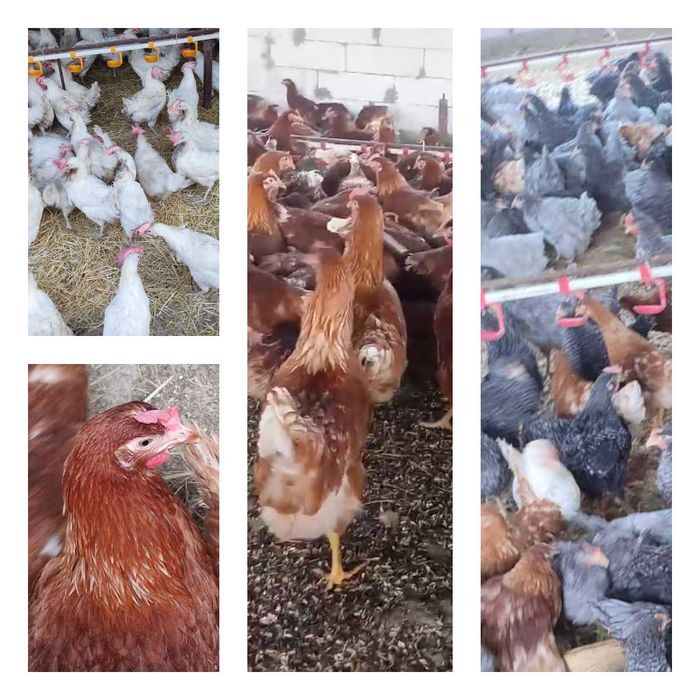 Продам кури несушки! Доставка безкоштовна. Компаніївка!
