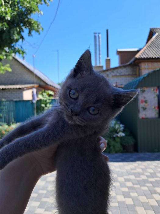 Віддам у добрі руки