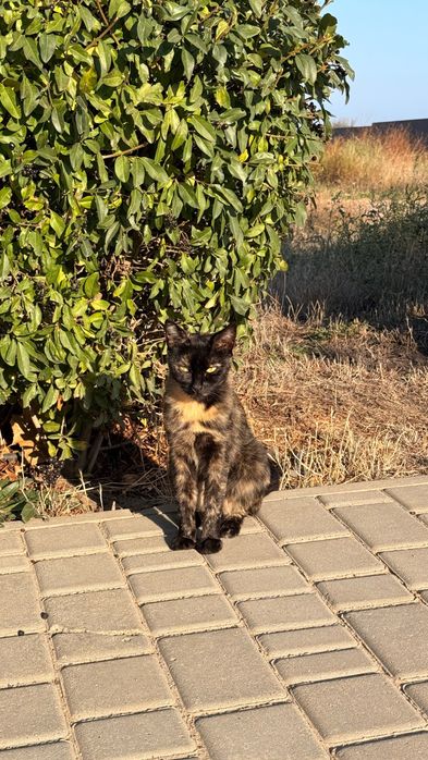 Кошечка  бесплатно