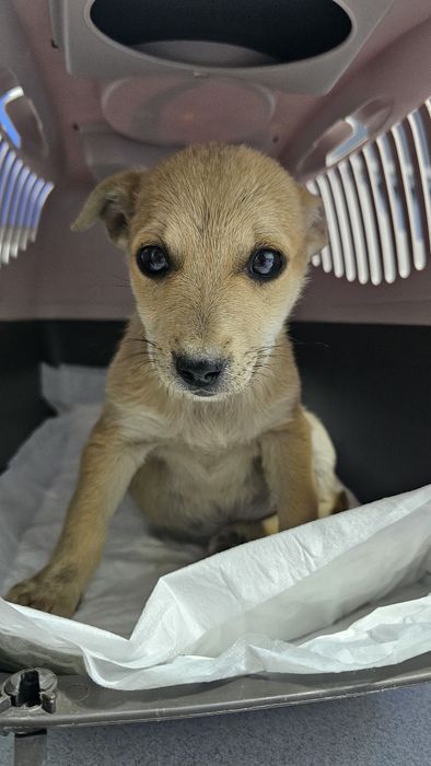 Маленькі Гарненькі цуценята в добрі руки