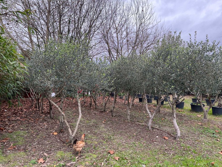 Oliveiras com 15 anos