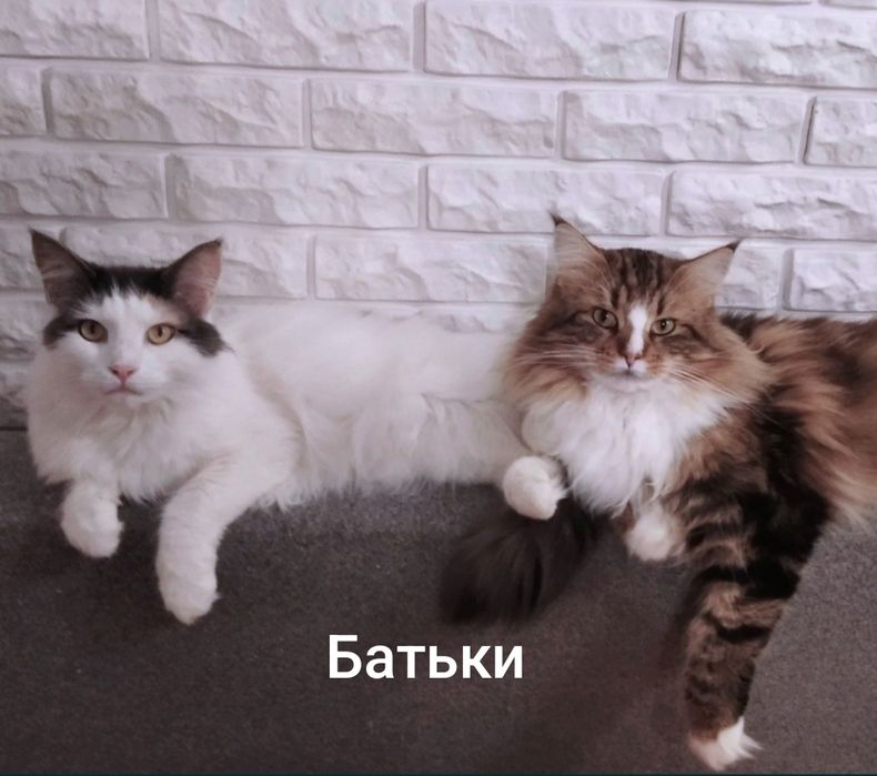 Мейн-куни продаю