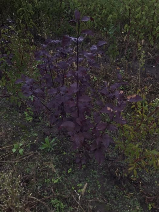 Саджанці плодових та декоративних дерев кущі ягід та штамбові рослини