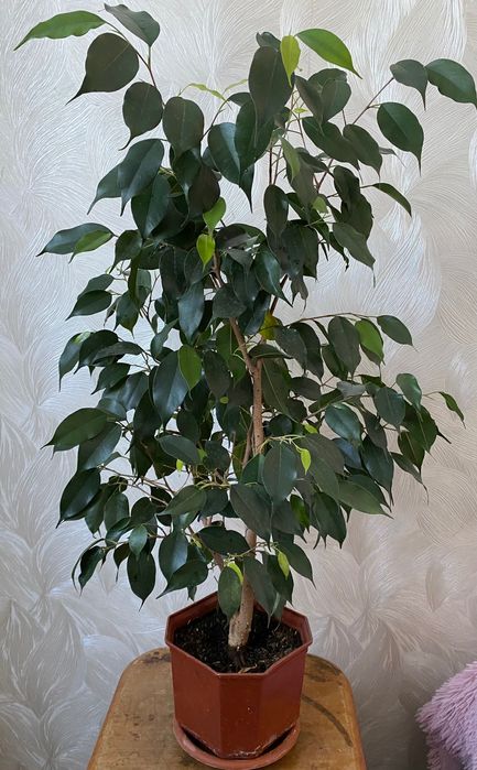 Фикус бенжамино продам