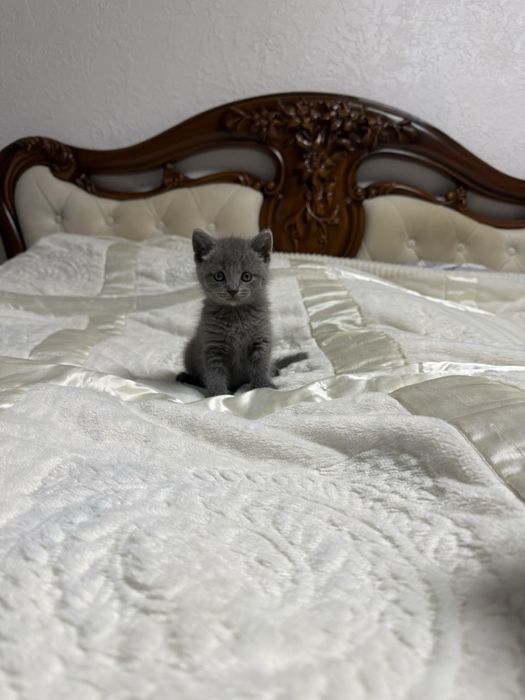Британские котята