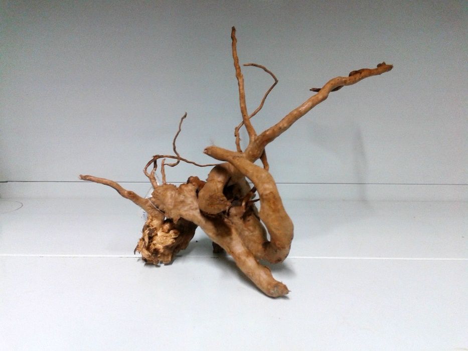 Peixes . Drift wood . Aquário
