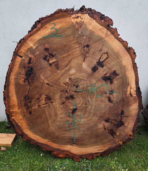 Plaster topoli z czeczotą