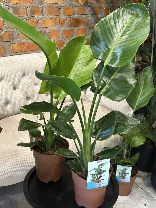 Стрелиція Миколая/ Николая h 85-90 см