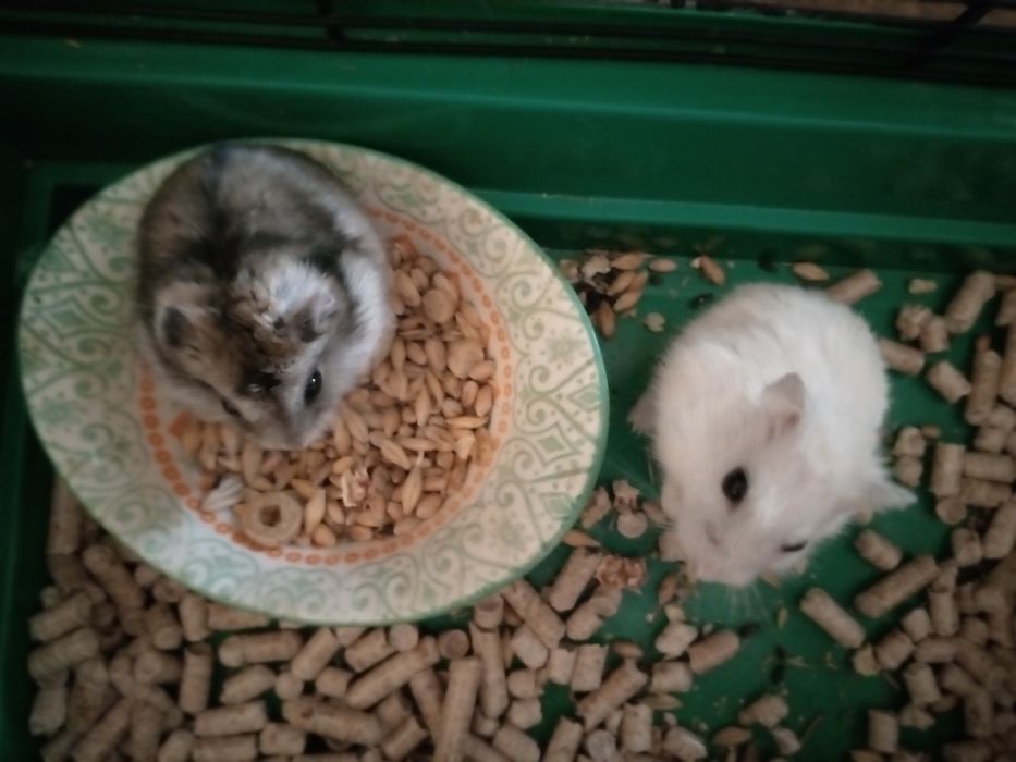 Хомячки Кременчуг