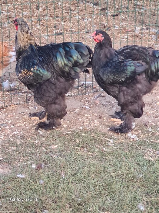 Galinhas e galos  Brahma