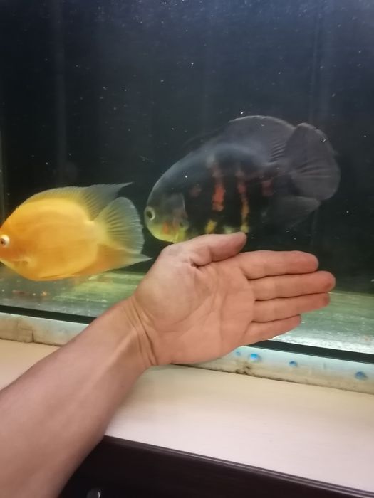 Продам аквариум с рыбами