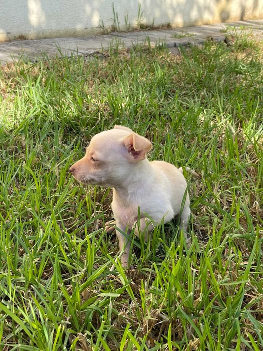 cao bebe chihuahua
