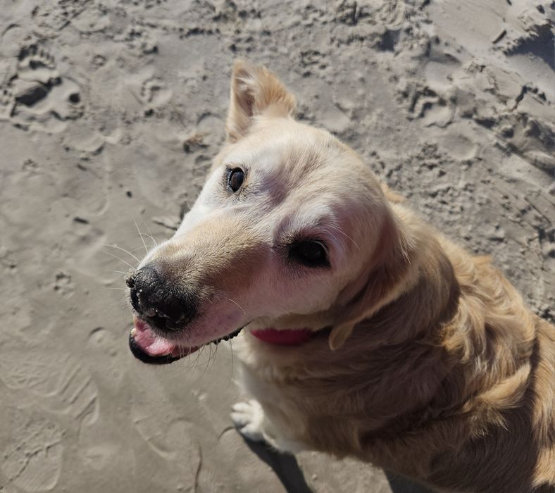 Frytka - golden retriever do adopcji