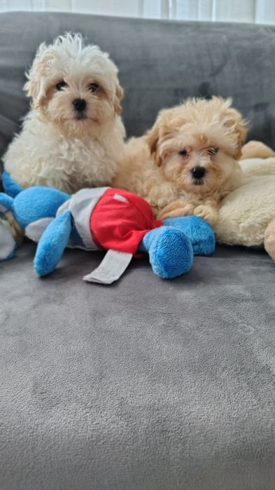 Maltipoo śliczna suczka Warszawa pudel maltańczyk