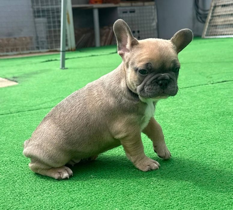 Bulldog francês fêmea blue fawn