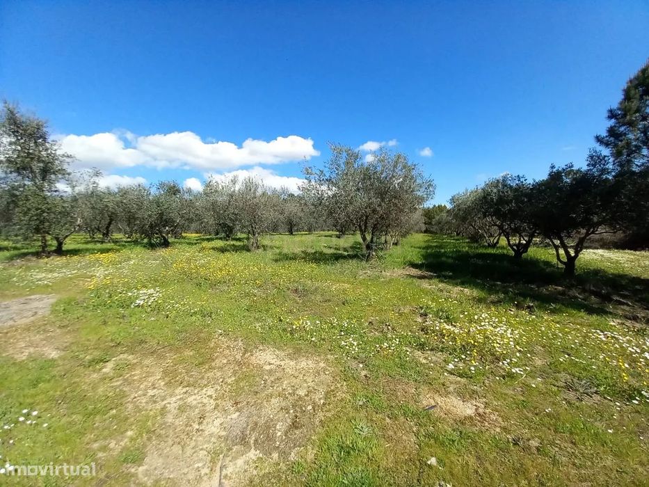 Quinta com 24750m2 Louriçal do campo