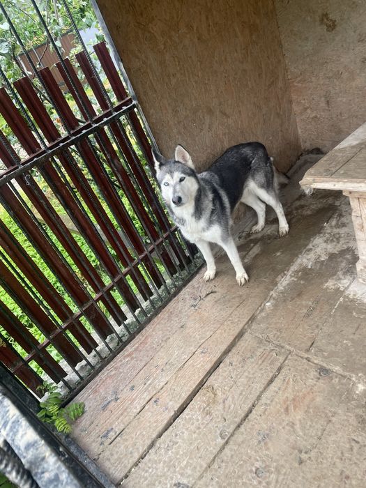 Безкоштовно віддам щенят,з доставкою на дім