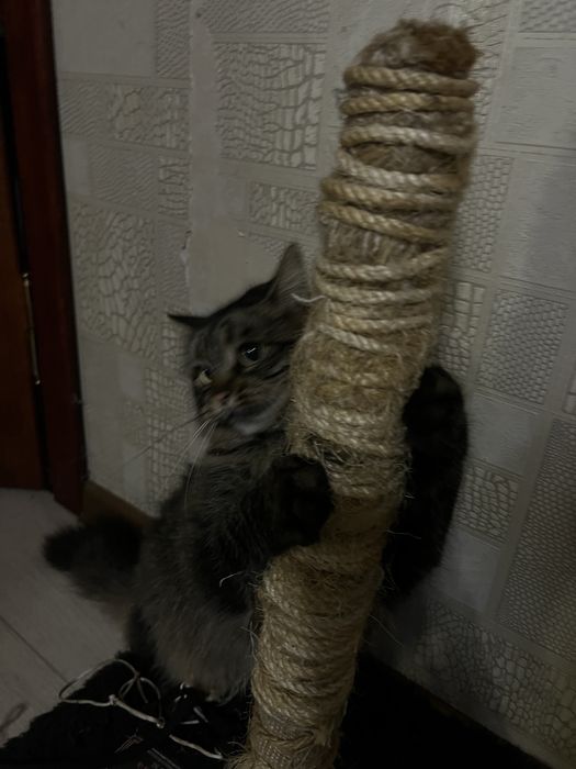 отдам кошку в хорошие руки.