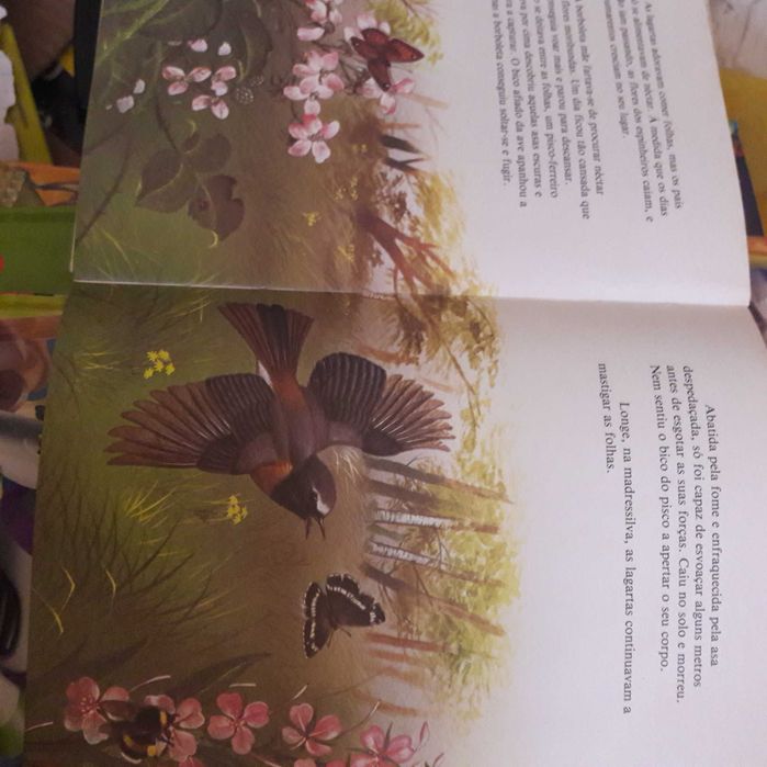 Borboletas livro raro ilustrado lindo angela sheehan maurice pledger usado barato