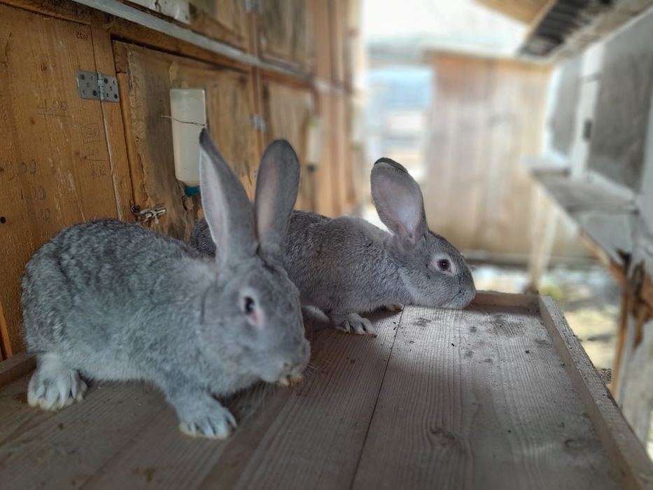 Шиншила Європейська