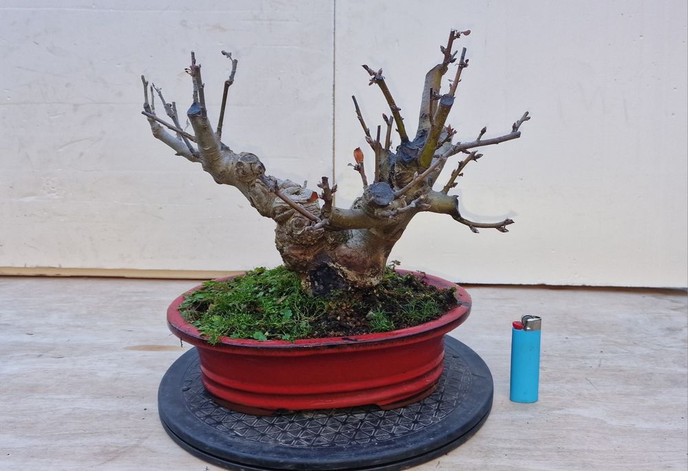 Bonsai de Macieira (Malus Sargentii)