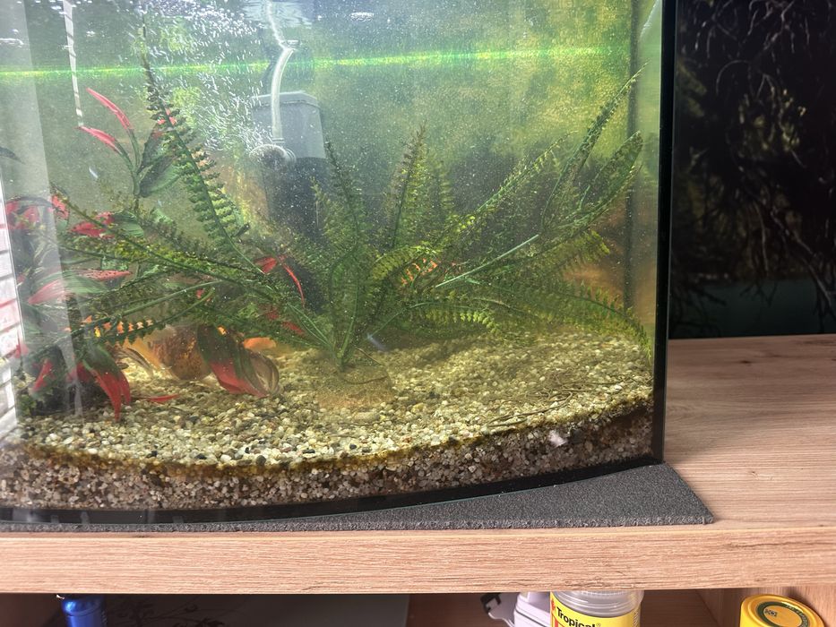 Gotowe Akwarium 60L z rybami